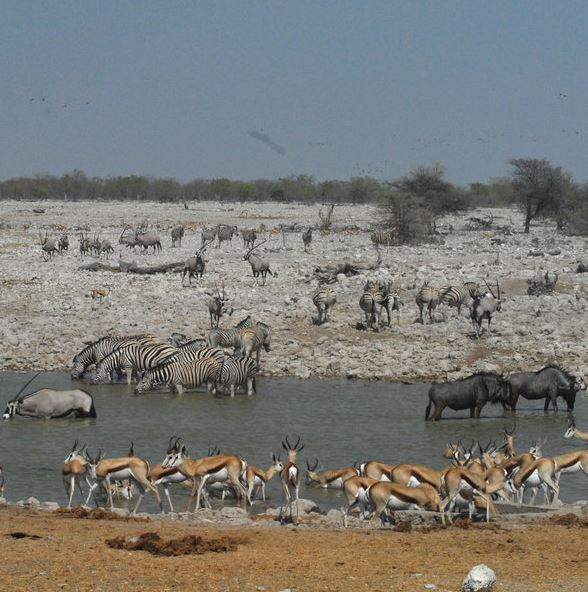 Okaukuejo Water Hole